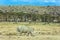 Kenia. Lonely rhino grazing