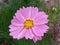 Kenikir flower (Cosmos bipinnatus). Plants which are also called daisies which are beautiful ornamental plants