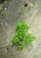 Kenikir leaves with dry seeds and flower buds grow on cracked rocks