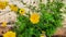 Kenikir Sulfur & x28;Cosmos sulphureus& x29;. Beautiful yellow flowers