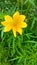 Kenikir sulfur, yellow flower, nature, garden