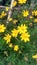 Kenikir sulfur, yellow, nature, flower, blooming