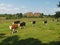 Kenilworth Castle with young cattle