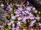 Kenilworth Ivy little filler plant with tiny lilac-blue snapdragon-like flowers for growing in between flagstones. Flowering all