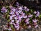 Kenilworth Ivy little filler plant with tiny lilac-blue snapdragon-like flowers for growing in between flagstones. Flowering all