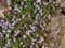 Kenilworth Ivy little filler plant with tiny lilac-blue snapdragon-like flowers for growing in between flagstones. Flowering all