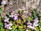 Kenilworth Ivy little filler plant with tiny lilac-blue snapdragon-like flowers with large bee-fly