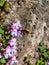 Kenilworth Ivy little filler plant with tiny lilac-blue snapdragon-like flowers with large bee-fly