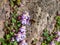 Kenilworth Ivy little filler plant with tiny lilac-blue snapdragon-like flowers with large bee-fly