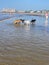 Kennebunk Maine coast line dogs