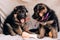 Kennel of high-breed German shepherd dogs. Two adorable German shepherd puppies of red color with a red and lilac ribbon sit on a