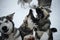 Kennel of northern sled Alaskan and Siberian huskies in snowy winter. Close up portrait of one wants to bite the other. Three gray