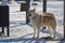 Kennel of northern sled dogs. Shelter for unwanted pedigreed animals. One adult fawn Siberian husky with brown eyes and