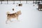 Kennel of northern sled dogs in winter. Red Siberian husky. Dog took food with mouth and takes it to booth. Feed huskies with raw