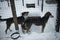 Kennel of northern sled huskies in snowy winter. Two gray dogs behind a mesh in the aviary of an animal shelter want to find a new