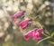 Kennington Garden - pink flowers.