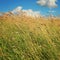 Kenozero park. Meadow and Grassland. Blue sky.