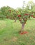 Kent apple orchard