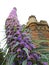 Kent country castle home with tall spiky climbing pride of madeira plant flowers