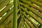 Kentia palm, Howea forsteriana, 2.