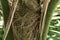 Kentia palm, Howea forsteriana, 3.