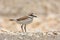 Kentish Plover