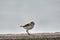 Kentish plover bird Charadrius alexandrinus