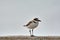 Kentish plover bird Charadrius alexandrinus