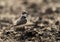 Kentish Plover at Buhair, Bahrain