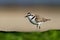 Kentish Plover - Charadrius alexandrinus on the beach on the seaside, summer in Cape Verde