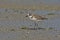 Kentish Plover Charadrius alexandrinus Standing Close-Up