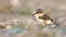 Kentish plover chick roaming around in their habitat