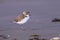 Kentish Plover in Goa, India