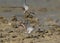 Kentish Plovers fighting at Busiateen coast, Bahrain