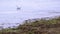 Kentish plovers on the sea beach