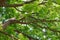 Kentucky Coffeetree Canopy