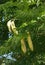 Kentucky coffeetree seed pods and leaves.