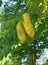 Kentucky coffeetree seed pods and leaves.