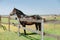 Kentucky horse farm, ranch landscape