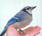Kentucky`s beautiful giant blue jay bird, flew into window, held in hand till it recovered and flew off. Nature photography