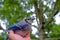 Kentucky`s beautiful giant blue jay bird, flew into window, held in hand till it recovered and flew off. Nature photography