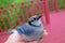 Kentucky`s beautiful giant blue jay bird, flew into window, held in hand till it recovered and flew off. Nature photography