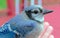 Kentucky`s beautiful giant blue jay bird, flew into window, held in hand till it recovered and flew off. Nature photography