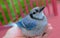 Kentucky`s beautiful giant blue jay bird, flew into window, held in hand till it recovered and flew off. Nature photography