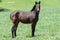 Kentucky Thoroughbred Horse in Bluegrass Field