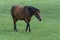 Kentucky Thoroughbred Horse in Bluegrass Field