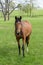 Kentucky Thoroughbred Horse in Bluegrass Field