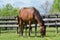 Kentucky Thoroughbred Horse in Bluegrass Field