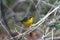 Kentucky Warbler