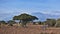 Kenya. Against the blue sky, above the clouds rises the beautiful Kilimanjaro with a snow cap on top.